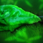 Gewei alg