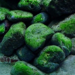 Groene alg