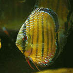 wilddiscusfish-big
